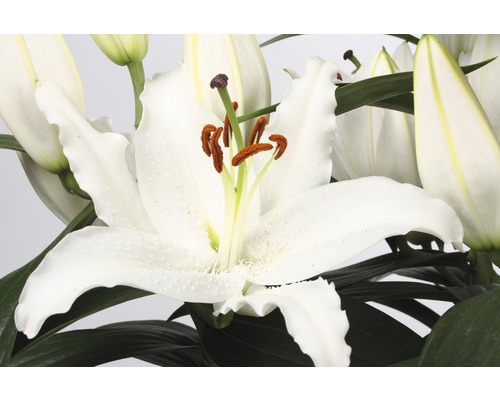 Gros plan d''une fleur de lys blanche avec des feuilles vertes