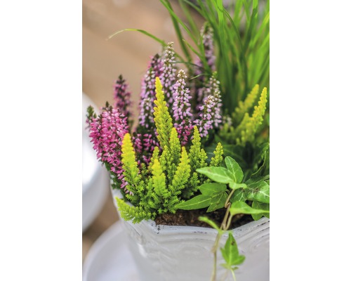 Pot avec bruyère et plantes vertes