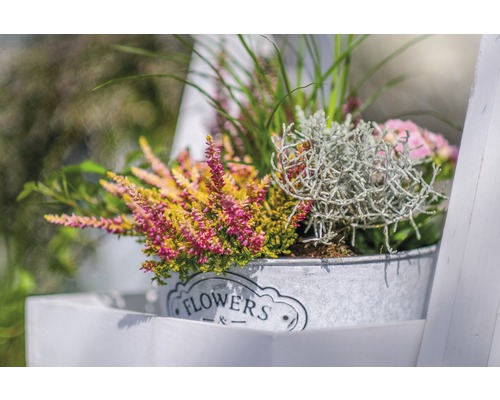 Plantes de bruyère décoratives dans un seau en métal avec l''inscription fleurs