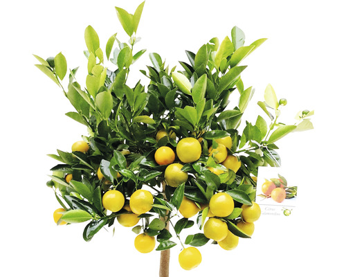 Mandarinenbaum mit Früchten und grünen Blättern