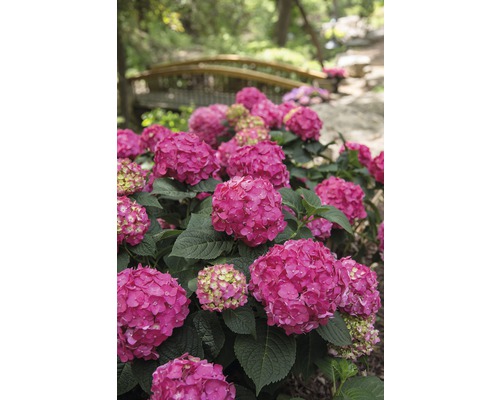 Hortensienbeet mit Holzbrücke im Hintergrund