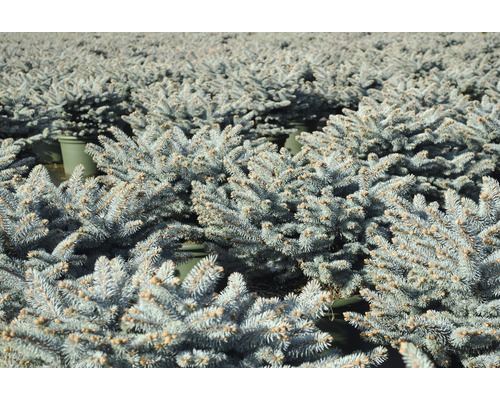 Nombreux petits épicéas bleus en pots