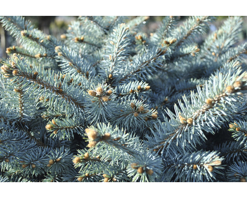 Nahaufnahme von Zweigen einer Blaufichte