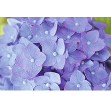 Hortensia Endless Summer® lilas Hydrangea macrophylla 'Summer Love' h 20-35 cm Co 5 L hortensia boule à floraison fréquente-thumb-4