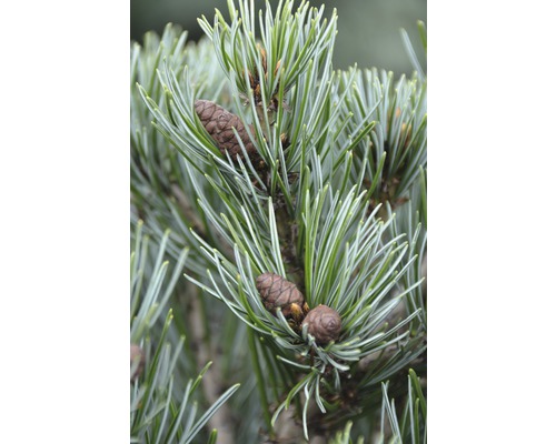 Nahaufnahme von Zirbelkiefernnadeln mit Zapfen