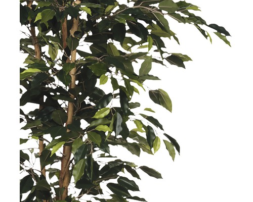 Ficus artificiel avec feuilles et tronc brun