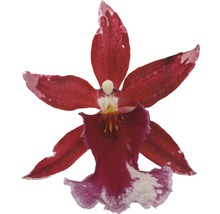 Orchidée Cambria FloraSelf Cambria 'Barocco' h 45-60 cm pot Ø 12 cm 4 panicules-thumb-1