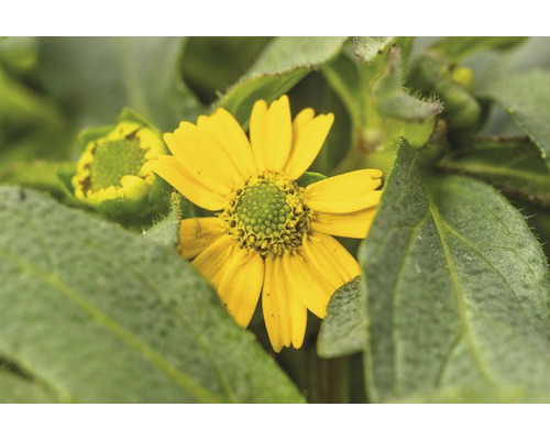 Fleur de souci avec des feuilles