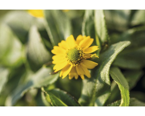Fleur d''acmella jaune avec des feuilles vertes