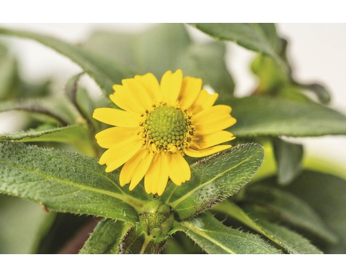 Fleur de Marguerite dorée jaune avec des feuilles vertes