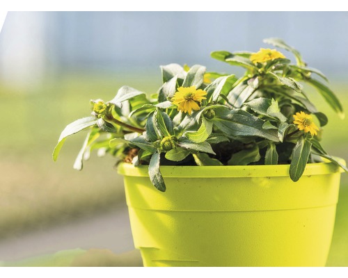 Souci jaune en pot