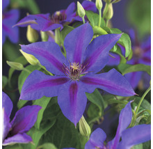Waldrebe FloraSelf Clematis-Cultivars 'Mrs. N. Thompson' H 50-70 cm Co 2,3 L