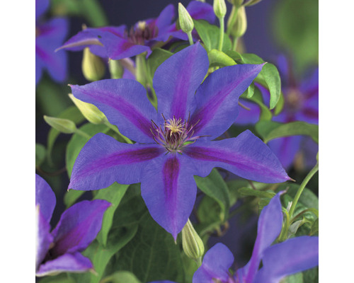 Clématite de montagne FloraSelf Clematis-Cultivars « Mrs. N. Thompson » H 50-70 cm Co 2,3 L