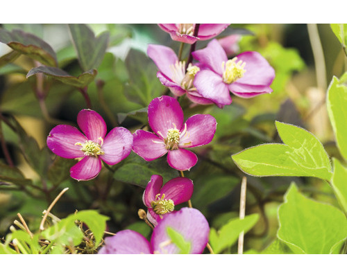 Clématite de montagne anémone FloraSelf Clematis montana « Van Gogh » H 40-70 cm Co 2,3 L