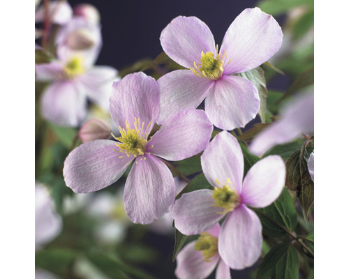 Clématite de montagne FloraSelf Clematis montana « Rubens » H env. 90 cm Co 2,3 L nombreux bourgeons