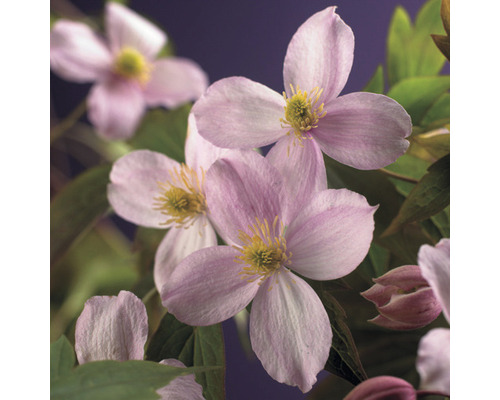 Berg-Waldrebe FloraSelf Clematis montana 'Mayleen' H ca. 90 cm Co 2,3 L extra viele Blütenknospen