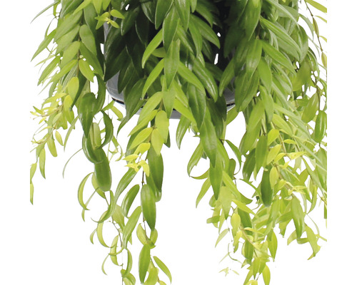 Plante suspendue avec des feuilles vertes en pot