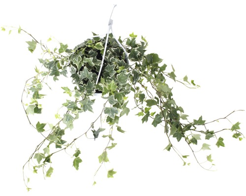 Suspension de lierre multicolore FloraSelf Hedera helix h 50-80 cm pot Ø 17 cm Plante suspendue lierre avec des feuilles vert et blanc dans un pot