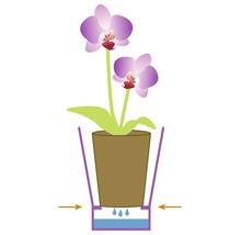 Illustration d''une orchidée en pot avec système d''arrosage