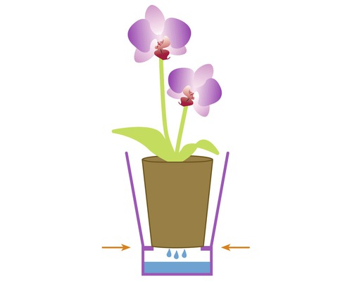 Illustration d''une orchidée en pot avec système d''arrosage