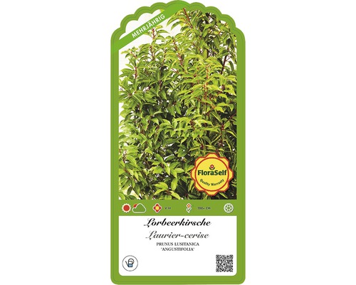Etikett der Lorbeerkirsche Prunus lusitanica ''Angustifolia'' mit Informationen zu Eigenschaften und Pflege