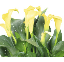 Arum FloraSelf Zantedeschia 'Sunclub' H 40-45 cm pot Ø 13 cm jaune-thumb-1
