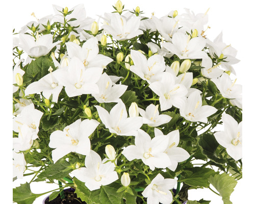Campanule à fleurs blanches
