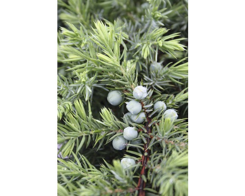 Gros plan d''un genévrier avec des baies