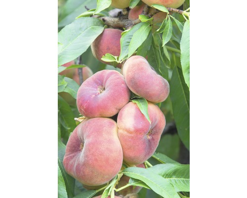 Pêcher bio FloraSelf Bio Prunus persica 'Saturn' hauteur du tronc 60 cm hauteur totale env. 100-120 cm Co 7,5 L autofertile