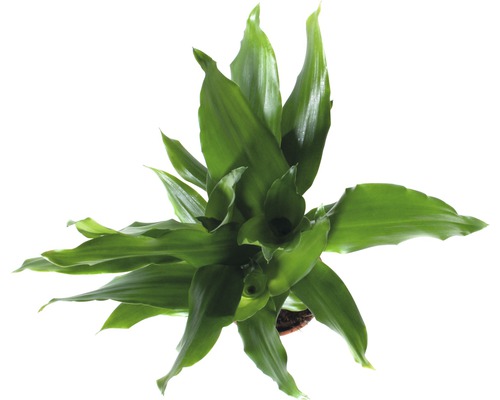 Plante d''intérieur Zamioculcas en pot