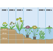Kit de plantes aquatiques fleuries FloraSelf pour le bord du bassin (6 pièces) pot Ø 9 cm-thumb-1