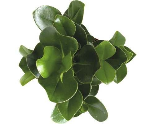 Peperomia Zimmerpflanze mit runden Blättern