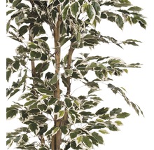 Ficus artificiel avec des feuilles vertes et blanches
