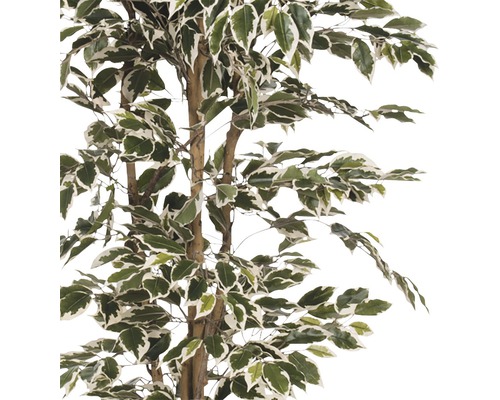 Ficus artificiel avec des feuilles vertes et blanches