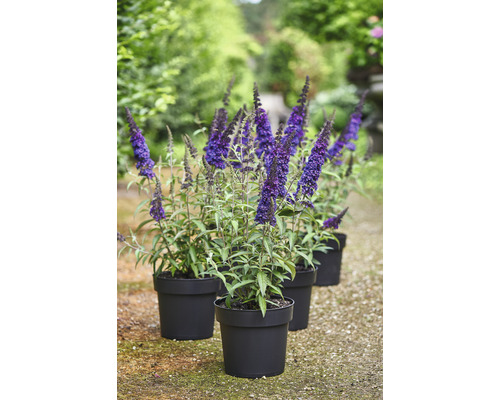 Pieds d''arbre à papillons en pots pour le jardin.