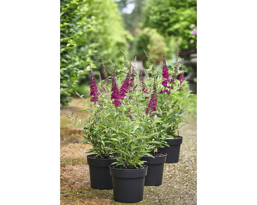 Trois arbres aux papillons en pots dans le jardin.