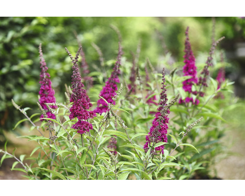 Arbuste aux papillons avec des fleurs violettes et des feuilles vertes dans le jardin.
