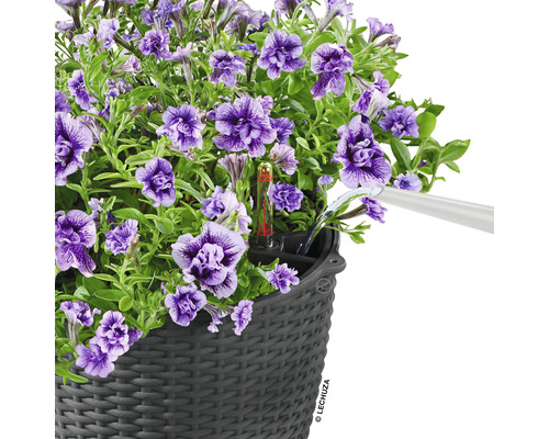 Arrosage de pétunias violets dans un pot tressé avec indicateur de niveau d''eau