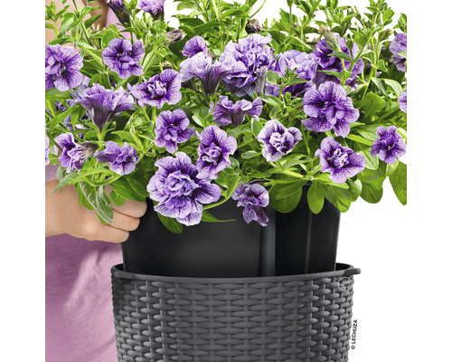 Pétunias retombantes dans un pot de fleurs Lechuza