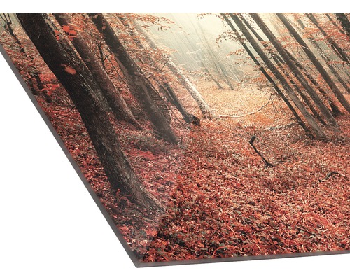 Impression photo représentant une forêt en automne