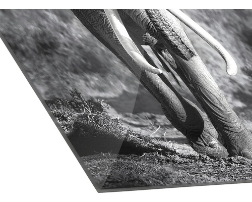 Schwarzweißfotografie von Elefantenzähnen auf einer Platte