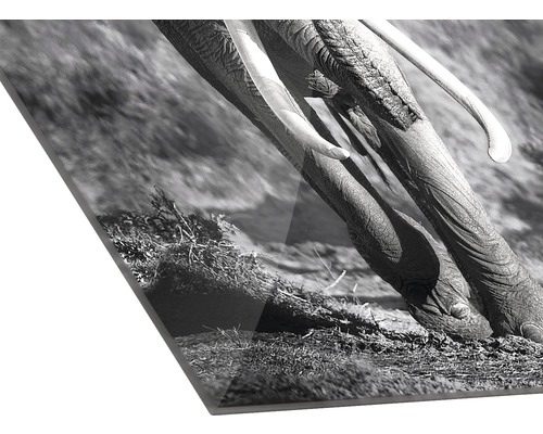 Nahaufnahme eines Acrylglasbildes mit einem Elefantenmotiv in Schwarzweiss