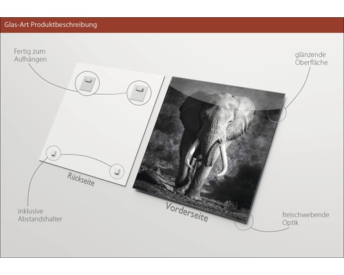 Glasbild mit Elefantenmotiv, inklusive Aufhängung und Abstandshalter