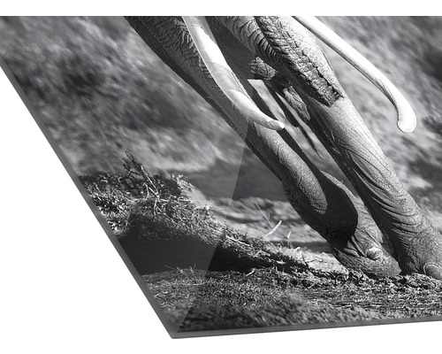 Detailaufnahme eines Elefanten auf einer Leinwand