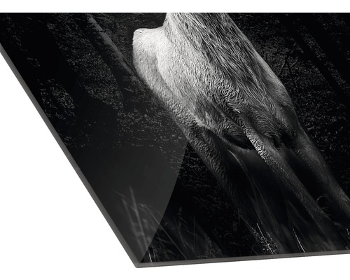 Schwarzweiß-Fotografie eines Hirsches im Wald