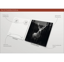 Glasbild mit Hirschmotiv, glänzender Oberfläche und Wandhalterung