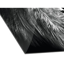 Glasbild Grey Lion Head 50x50 cm GLA2031