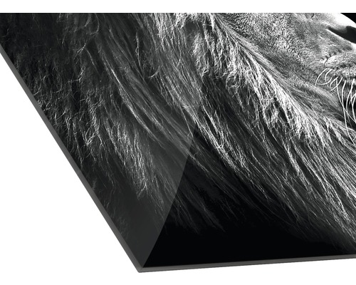 Detailaufnahme eines Acrylglasbilds mit Löwenmotiv