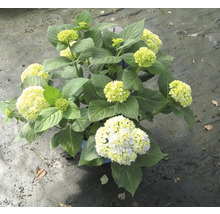 Hortensie im Topf mit Blüten