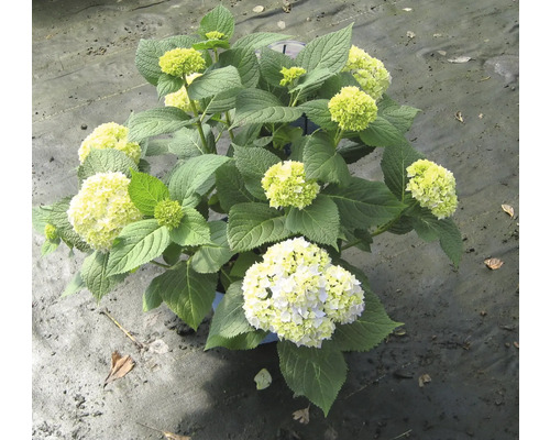 Hortensie im Topf mit Blüten